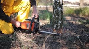 Professional  Tree Services in Savage, MD